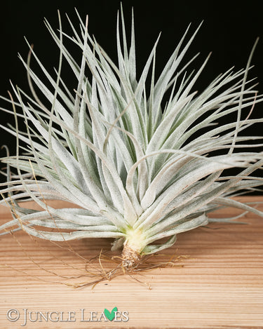 Tillandsia 'Super Silver'
