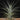 Tillandsia aeranthos
