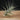 Tillandsia aeranthos