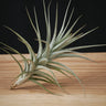 Tillandsia aeranthos
