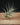 Tillandsia aeranthos