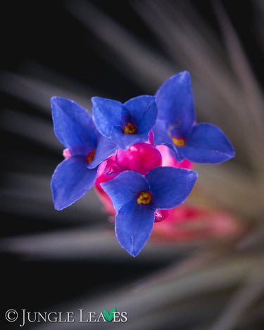 Tillandsia aeranthos Blüten