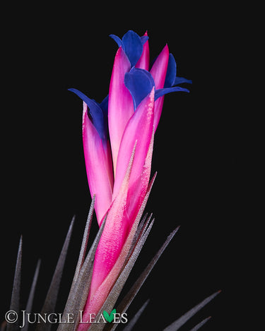 Tillandsia aeranthos Blüten