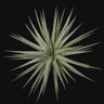Tillandsia aeranthos Giant