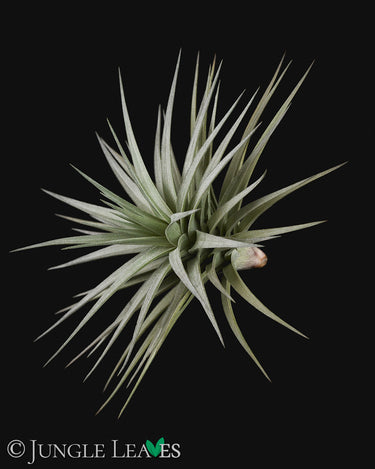 Tillandsia aeranthos Giant