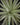 Tillandsia aeranthos Giant