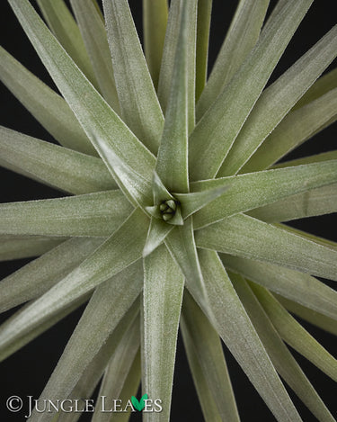 Tillandsia aeranthos Giant