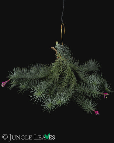 Tillandsia aeranthos 'Tannengrün'