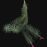 Tillandsia aeranthos 'Tannengrün'
