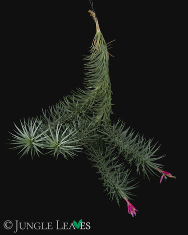 Tillandsia aeranthos 'Tannengrün'