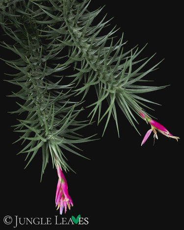 Tillandsia aeranthos 'Tannengrün'