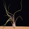 Tillandsia baileyi