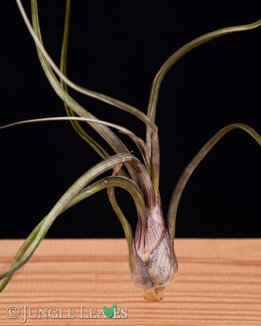 Tillandsia baileyi