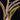 Tillandsia baileyi