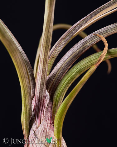 Tillandsia baileyi