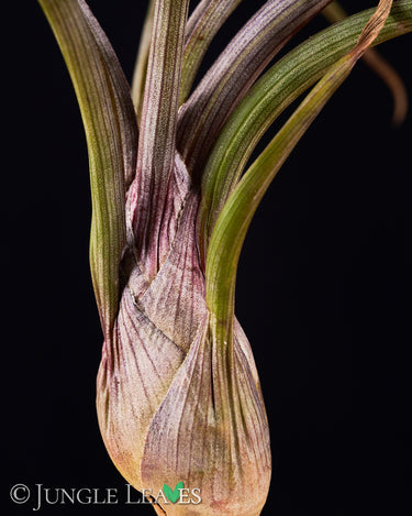 Tillandsia baileyi