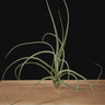 Tillandsia balbisiana