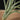 Tillandsia balbisiana