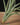 Tillandsia balbisiana