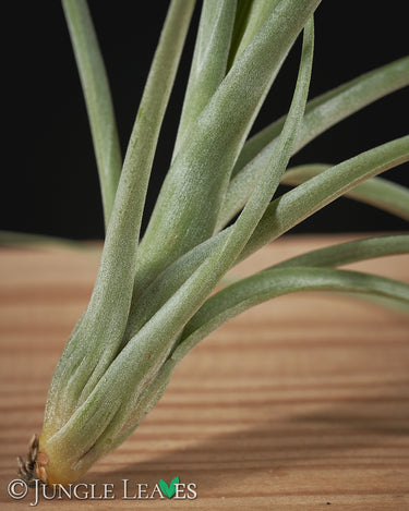 Tillandsia balbisiana