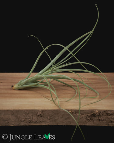 Tillandsia balbisiana