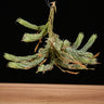 Tillandsia bryoides
