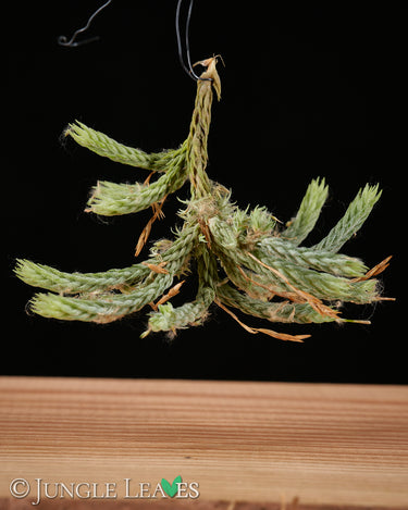 Tillandsia bryoides