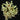 Tillandsia bryoides