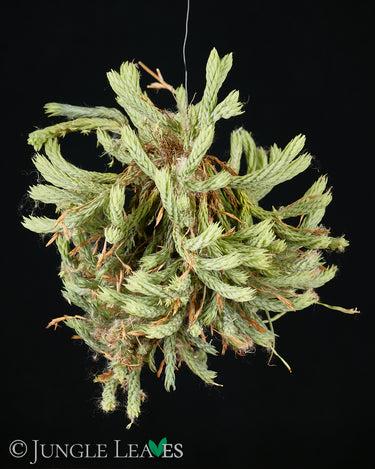 Tillandsia bryoides