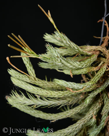 Tillandsia bryoides