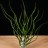 Tillandsia bulbosa (Belize)