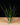 Tillandsia bulbosa (Belize)