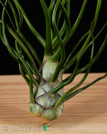 Tillandsia bulbosa (Belize)