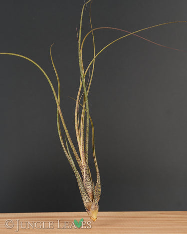 Tillandsia butzii