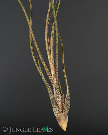 Tillandsia butzii