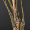 Tillandsia butzii