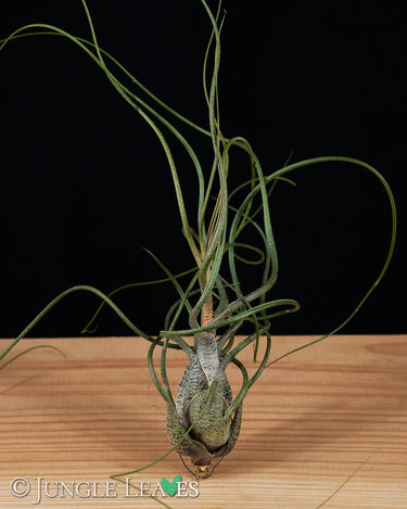 Tillandsia butzii XL