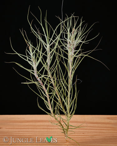 Tillandsia caerulea