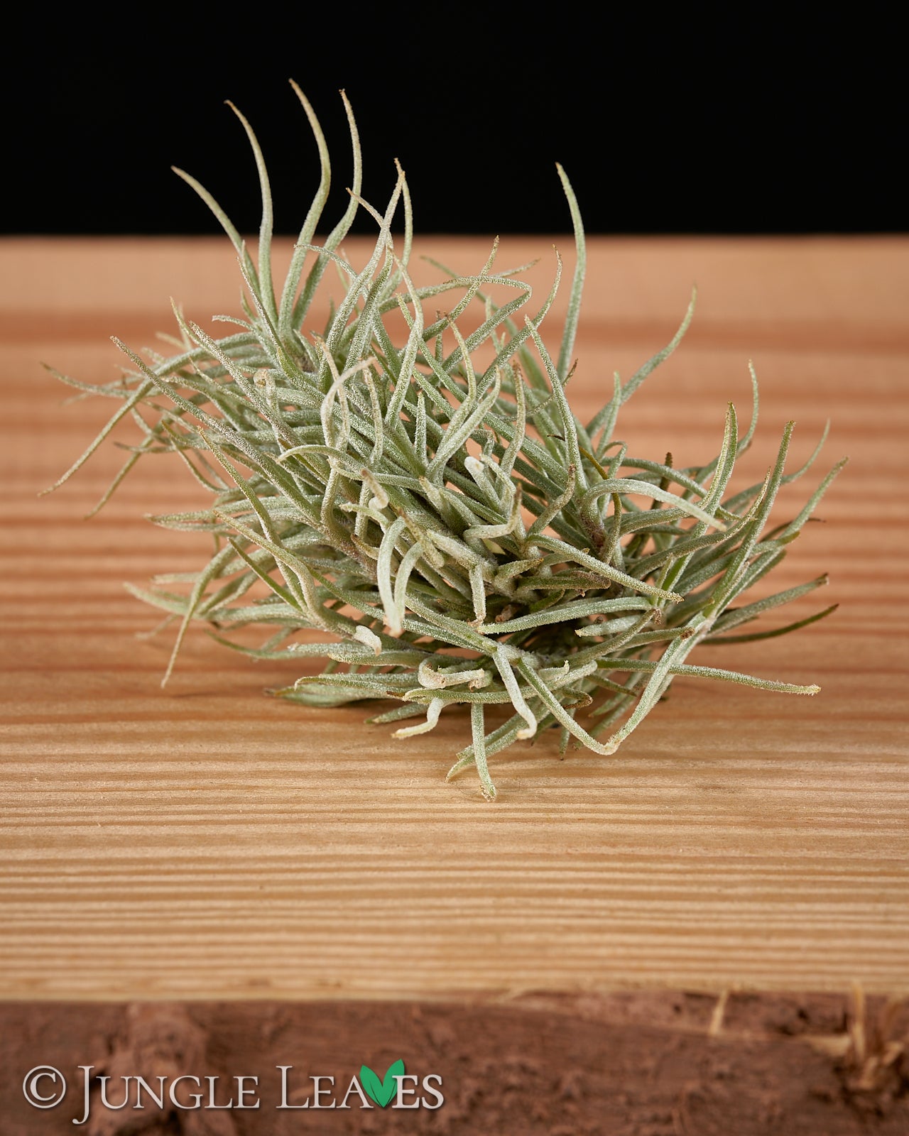 Tillandsia capillaris €3.99 - – Jungle Leaves