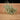 Tillandsia capillaris