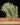 Tillandsia capillaris