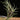 Tillandsia capillaris