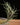 Tillandsia capillaris