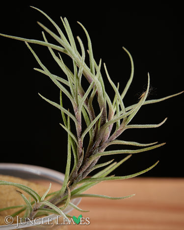 Tillandsia capillaris