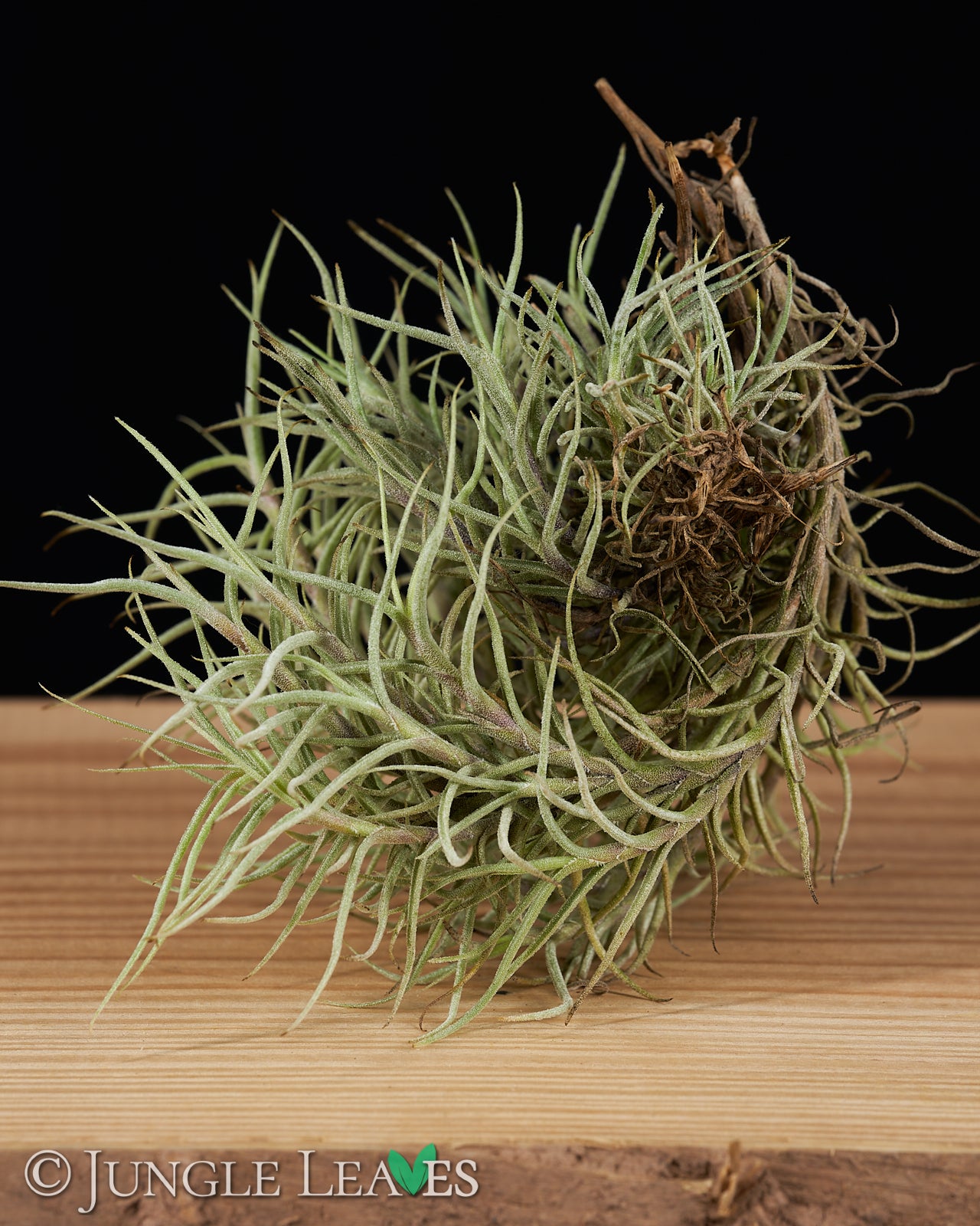 Tillandsia capillaris €3.99 - – Jungle Leaves