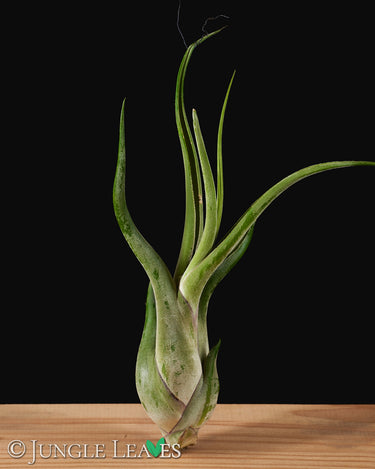 Tillandsia caput-meduae XL