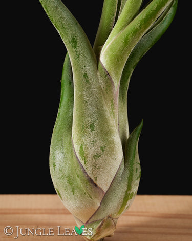 Tillandsia caput-meduae XL
