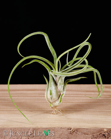 Tillandsia Set - Mittel