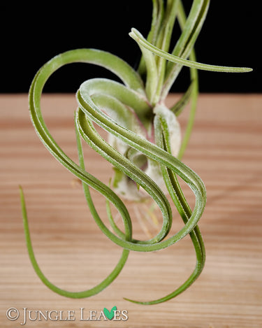 Tillandsia caput-medusae