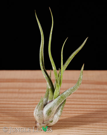 Tillandsia Set - Klein
